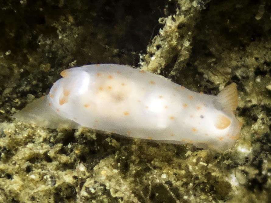 Gymnodoris sp. 29